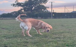 Golden Retriever dogs for sale: 7 months old Golden Retriever - Image 9