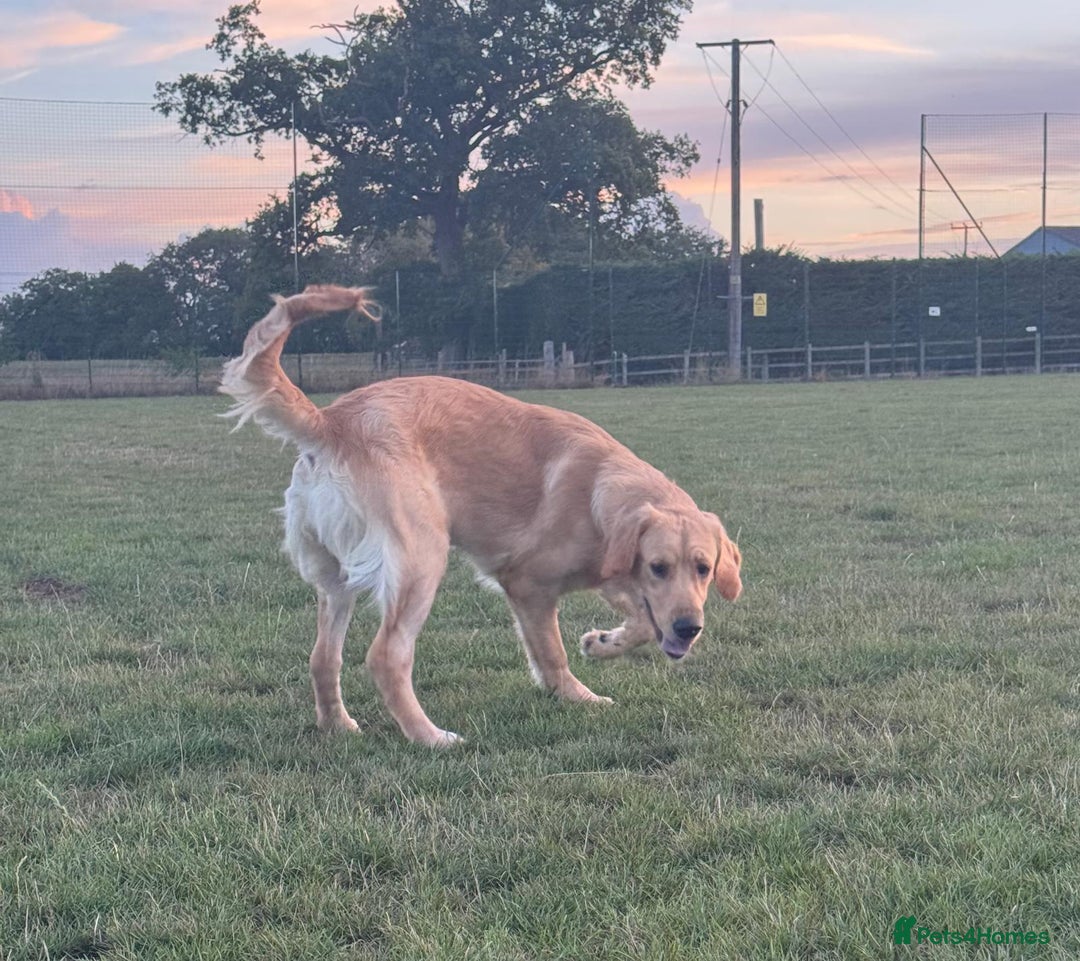 Golden Retriever dogs for sale: 7 months old Golden Retriever - Image 9