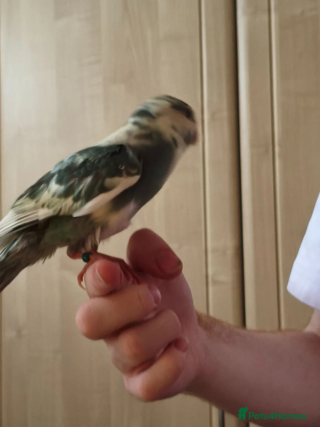 Parakeets birds for sale: Kakariki - Baby Kakariki - Ready now - Kakarikis - Advert 1