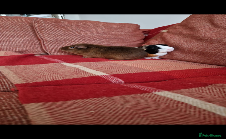 Guinea Pig rodents - Advert 5