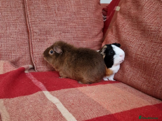 Guinea Pig rodents - Advert 36
