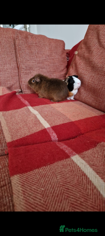 Guinea Pig rodents - Advert 12