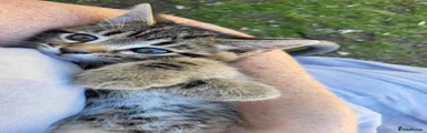 Maine Coon 1