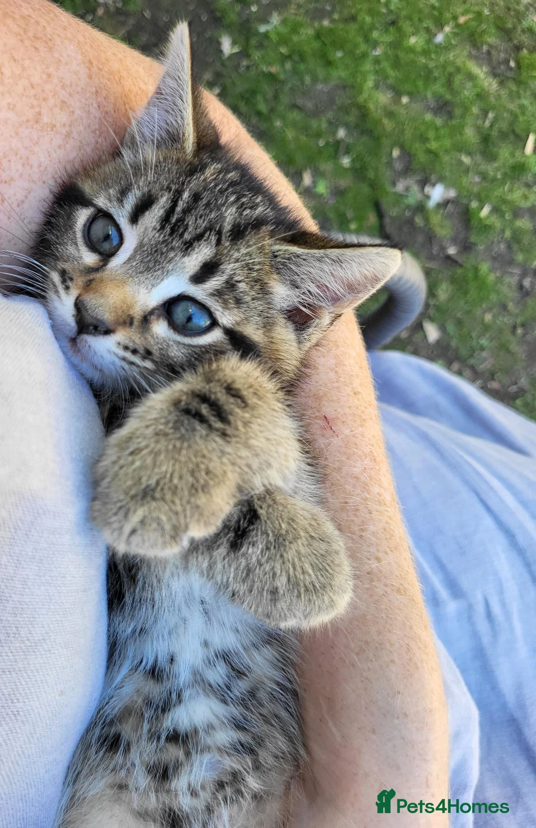 Maine Coon cats for sale: Litter of 5 Maine Coon X kittens - Advert 27