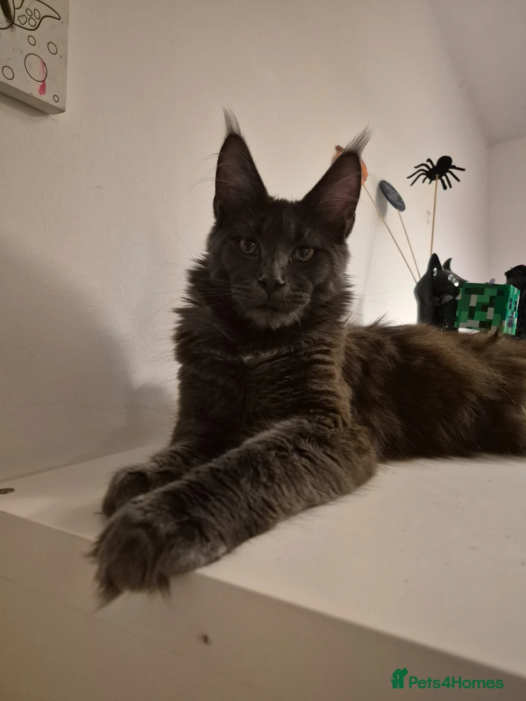 Maine Coon cats for sale: Almost 1 year old maine coon for rehoming - Advert 1