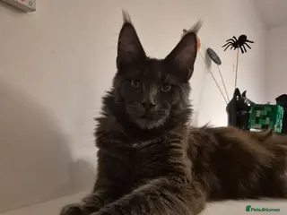 Maine Coon cats Almost 1 year old maine coon for rehoming - Advert 2