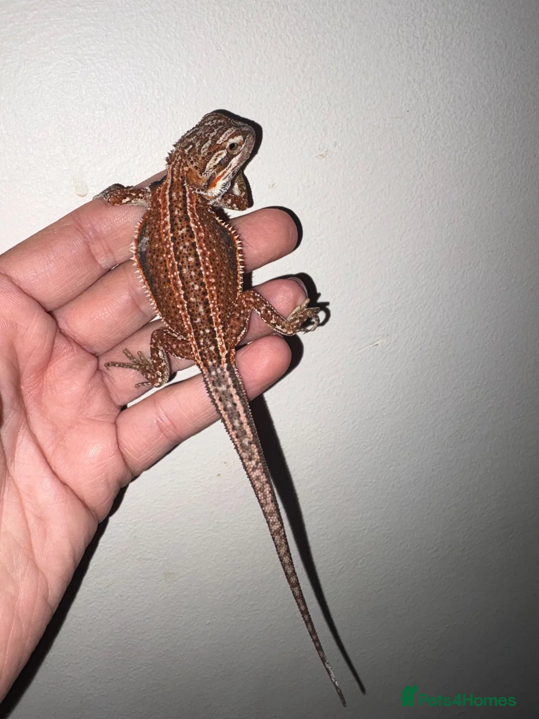 Bearded Dragon reptiles for sale: Very friendly dragons - Advert 1