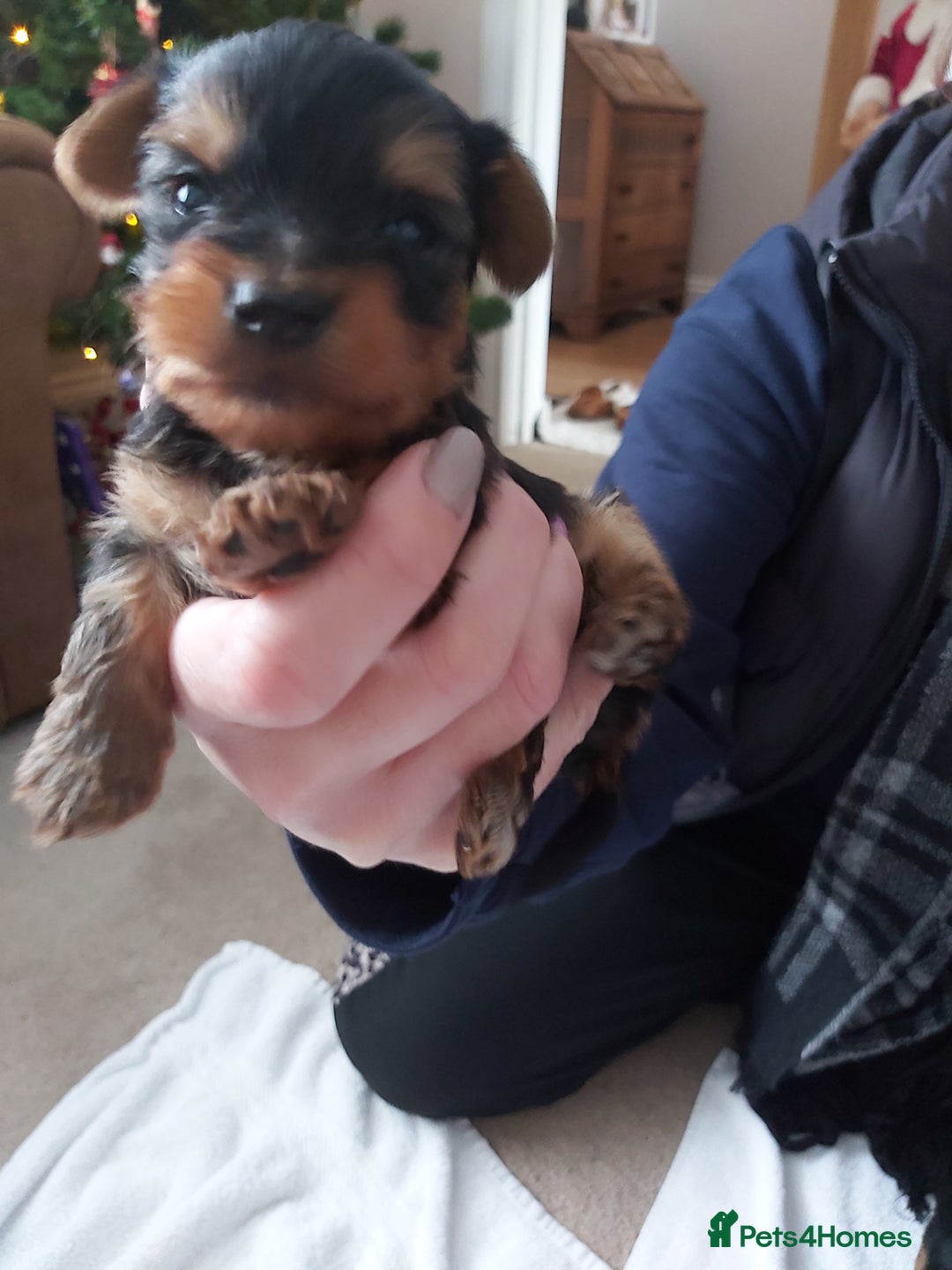 Yorkshire Terrier dogs for sale: Tiny Yorkshire Terriers - Advert 6