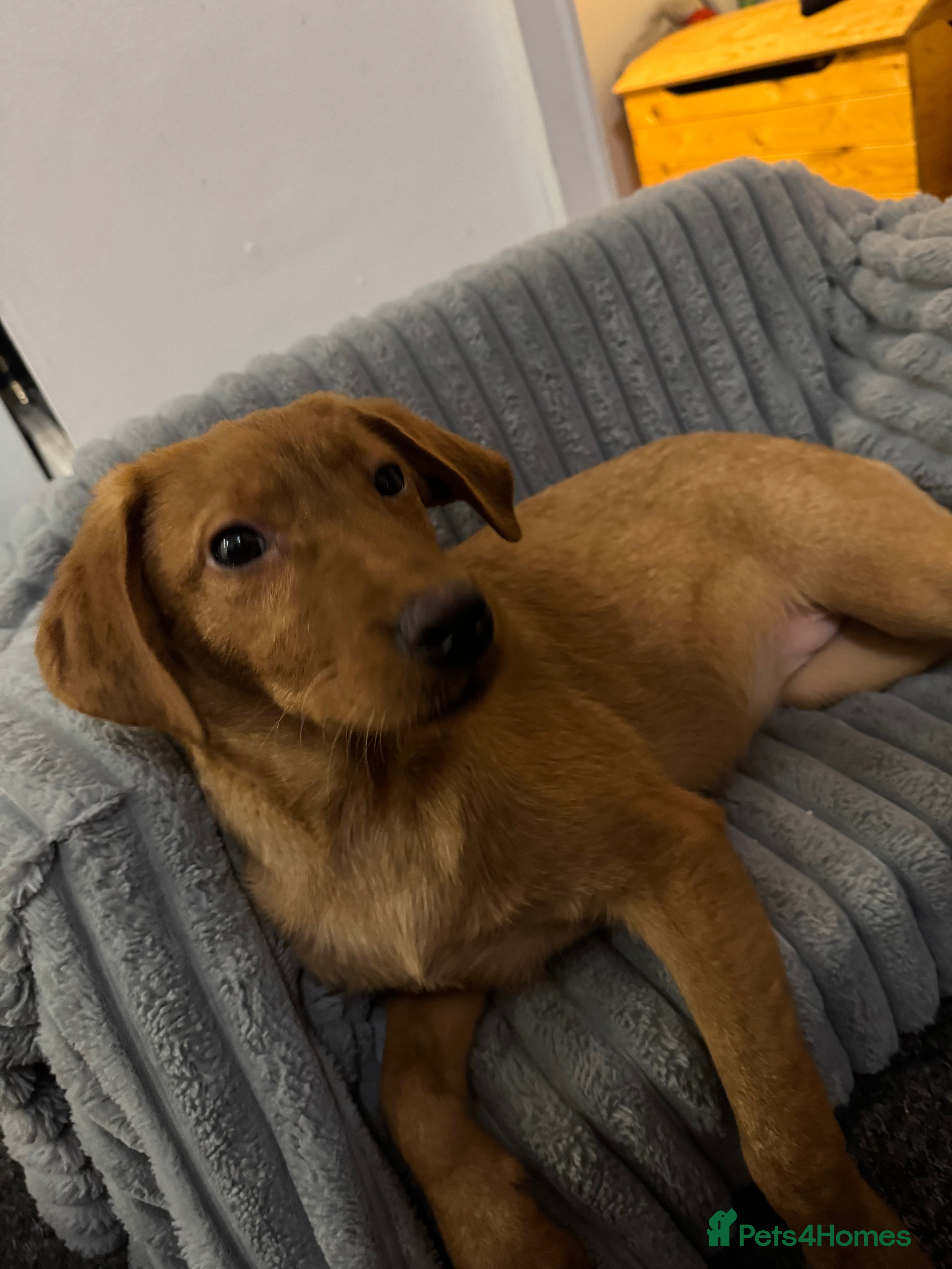 Labrador Retriever dogs Labrador puppies  - Advert 5