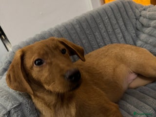 Labrador Retriever dogs Labrador puppies - Advert 5