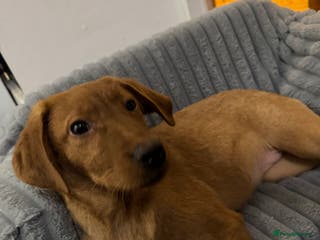 Labrador Retriever dogs Labrador puppies - Advert 10