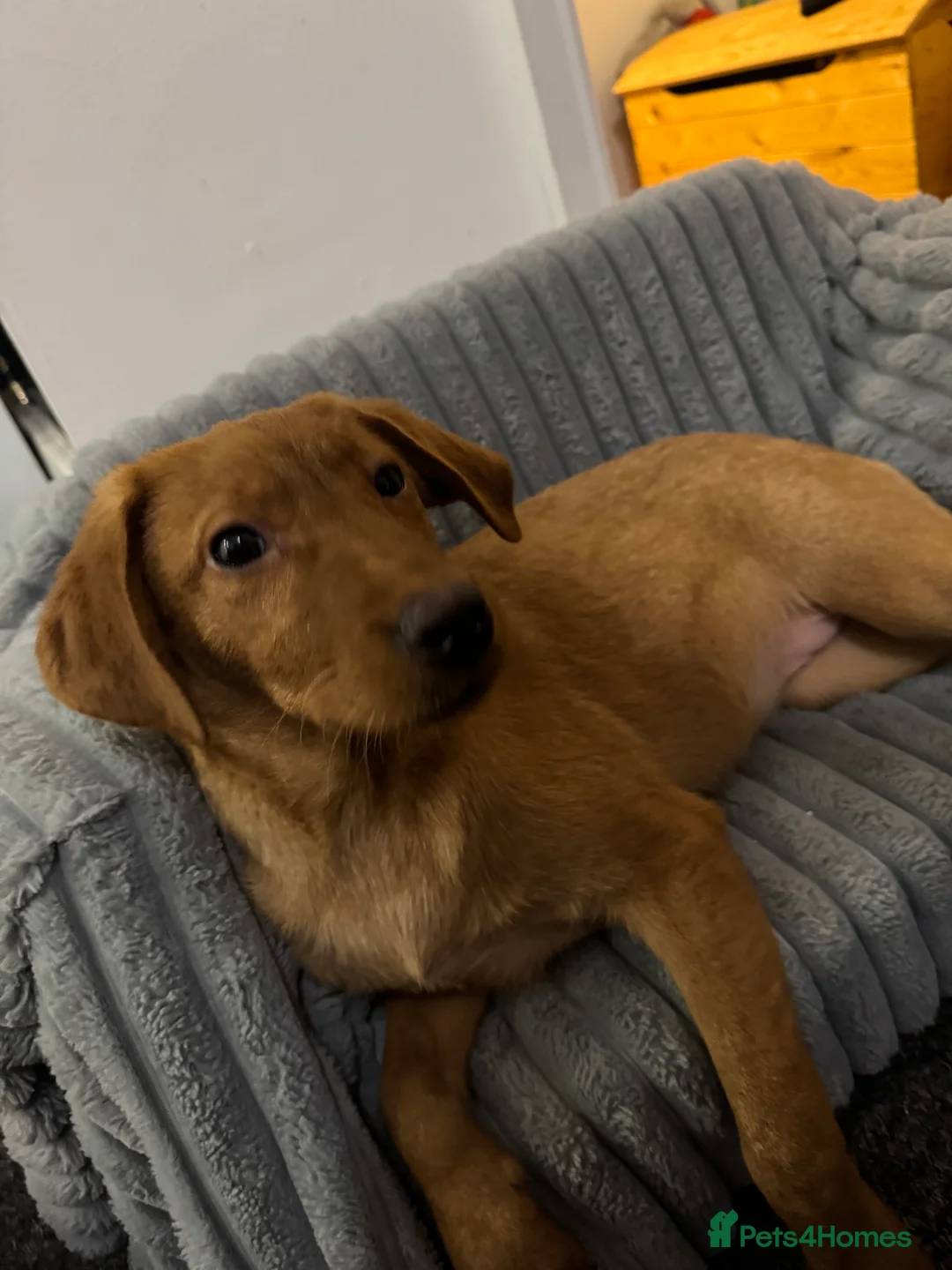 Labrador Retriever dogs for sale: Labrador puppies  - Advert 1