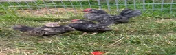 Chickens poultry for sale: Serama chicks and hatching eggs  - Advert 4