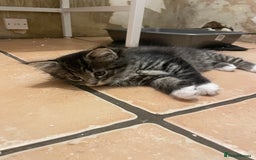 British Shorthair cats for sale: Kittens for sale - Image 4