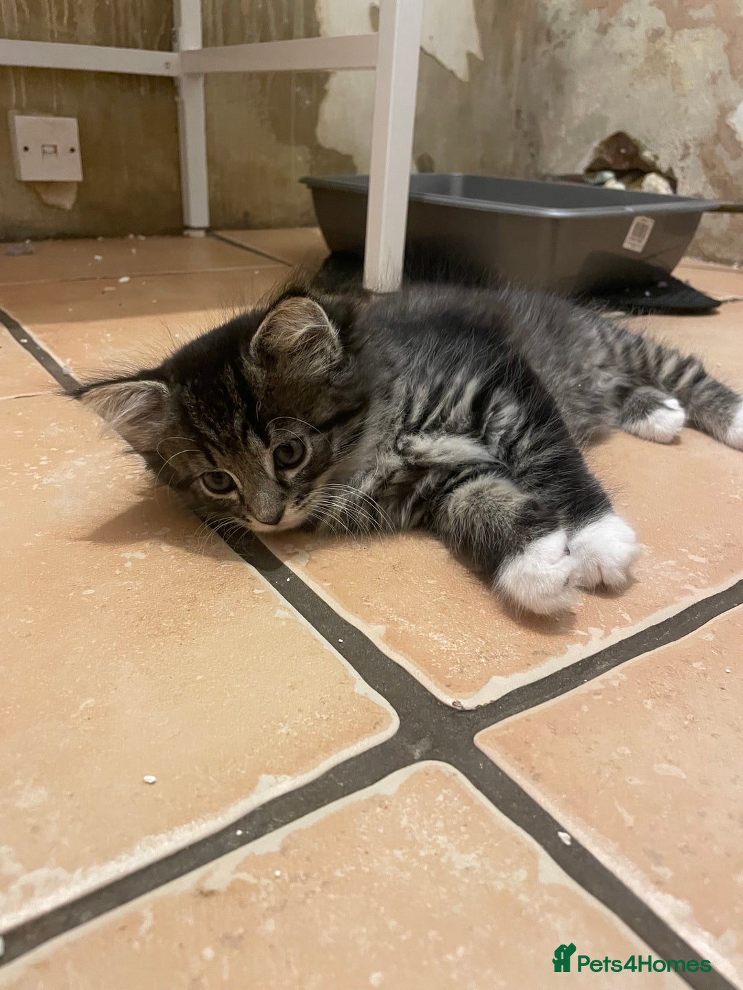 British Shorthair cats for sale: Kittens for sale - Image 4