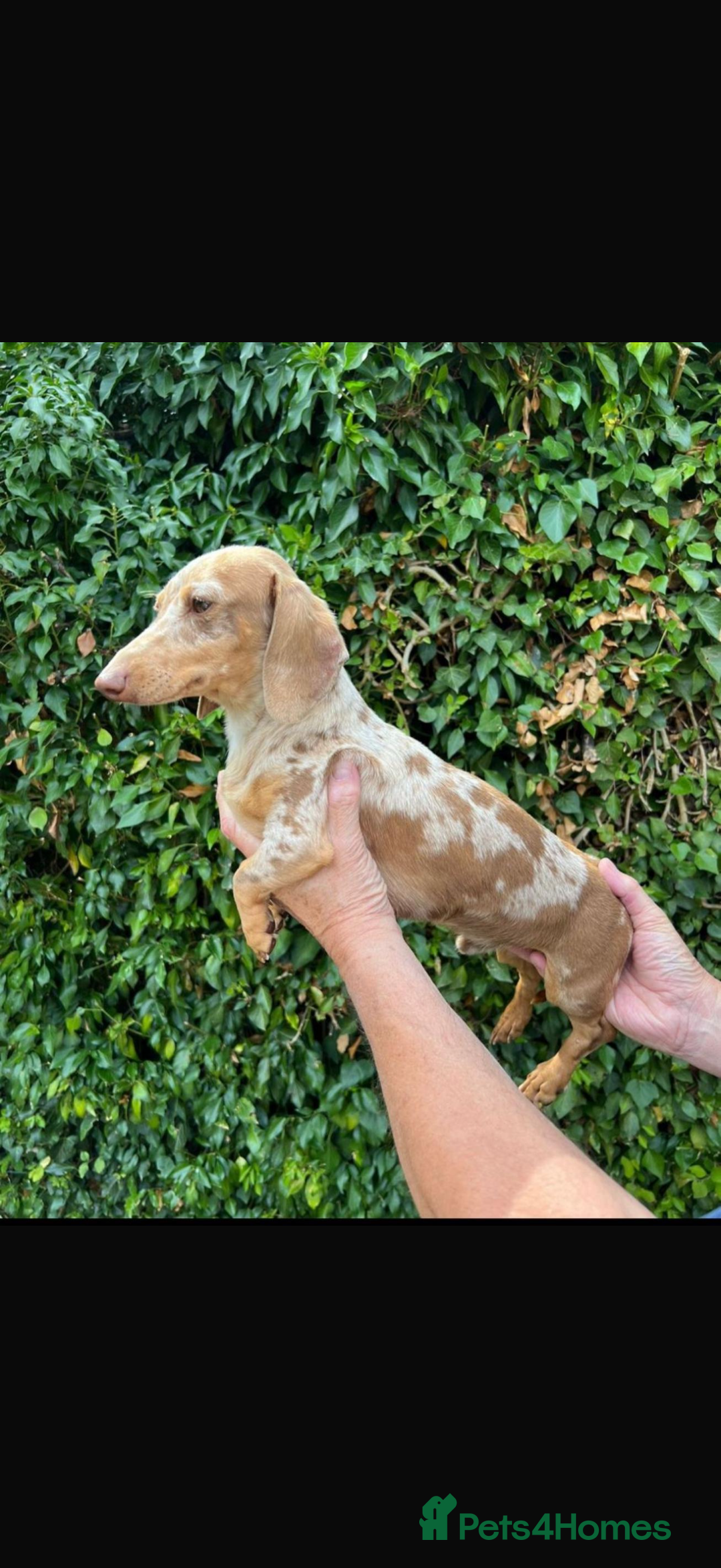 Miniature Dachshund dogs for sale: Kennel Club Mini Dachshunds  - Advert 11