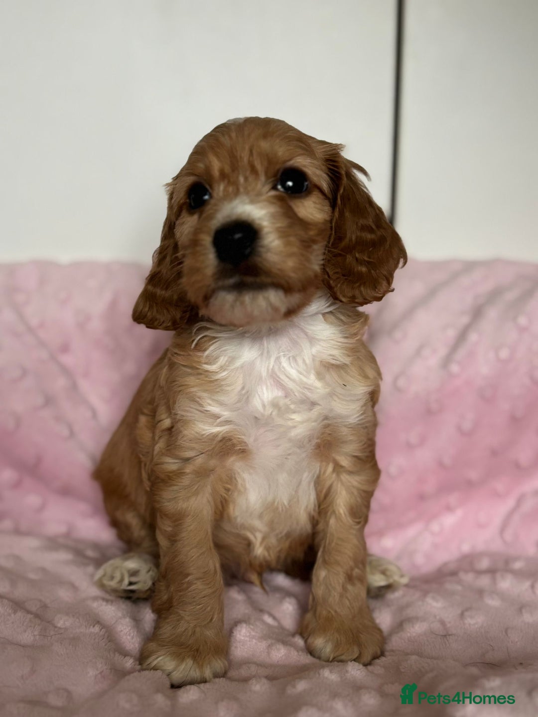 Mixed Breed dogs for sale: Stunning Cockapoo / Doodle  Puppies - Advert 4