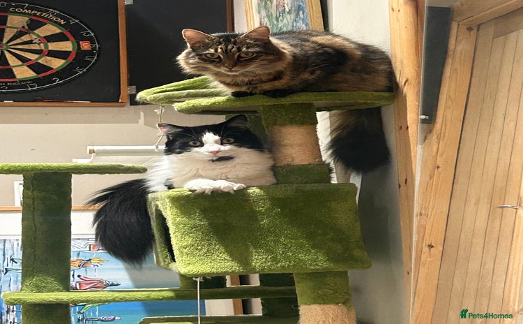 Domestic Shorthair cats - Advert 1