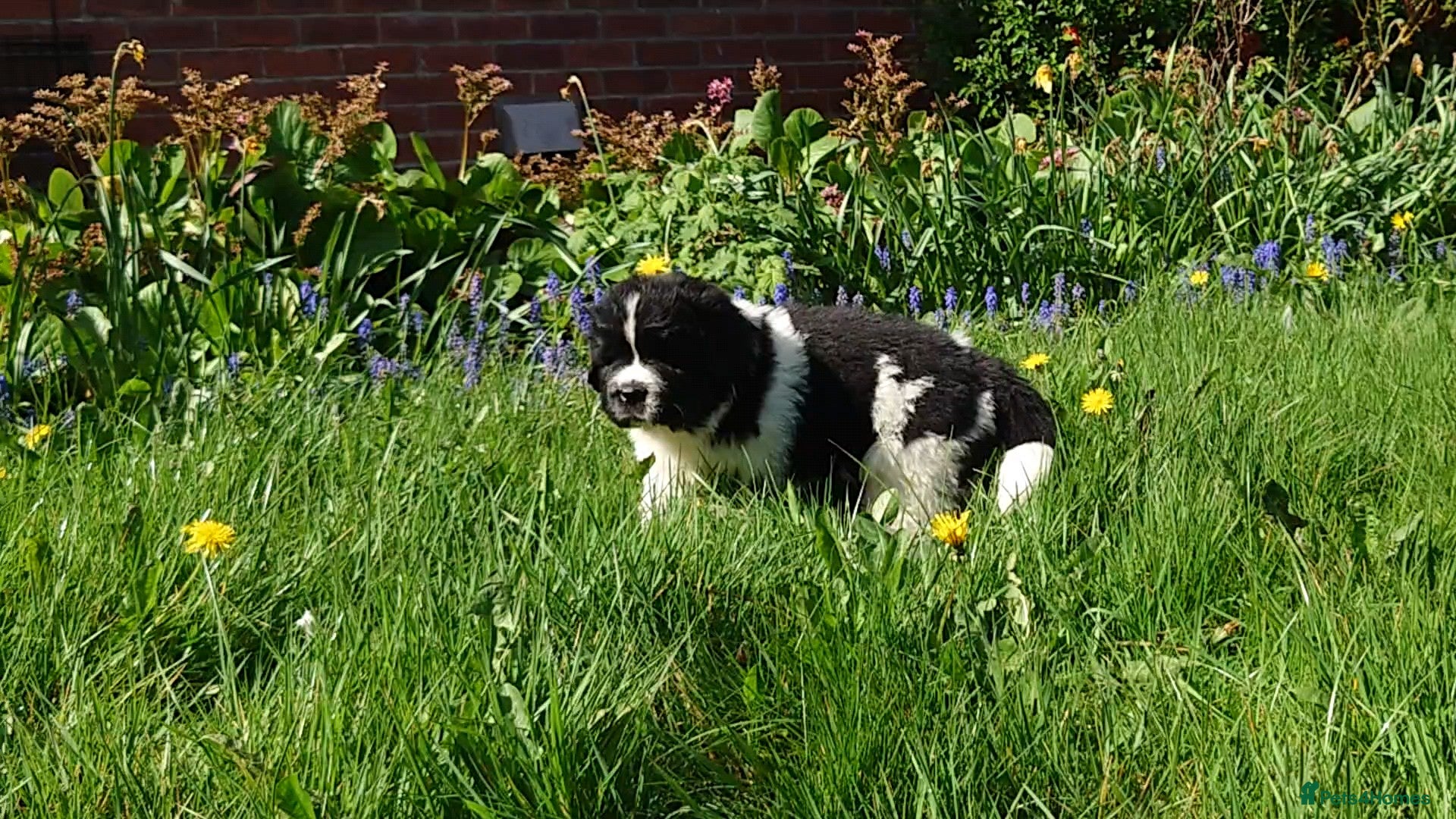 Newfoundland dogs Beautiful RKC registered Newfoundland Puppies - Advert 4