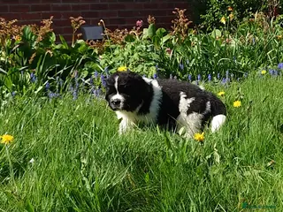 Newfoundland dogs Beautiful RKC registered Newfoundland Puppies - Advert 4