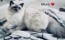 Ragdoll cats for sale: Stunning quality Ragdoll kittens - must see!!! - Image 10