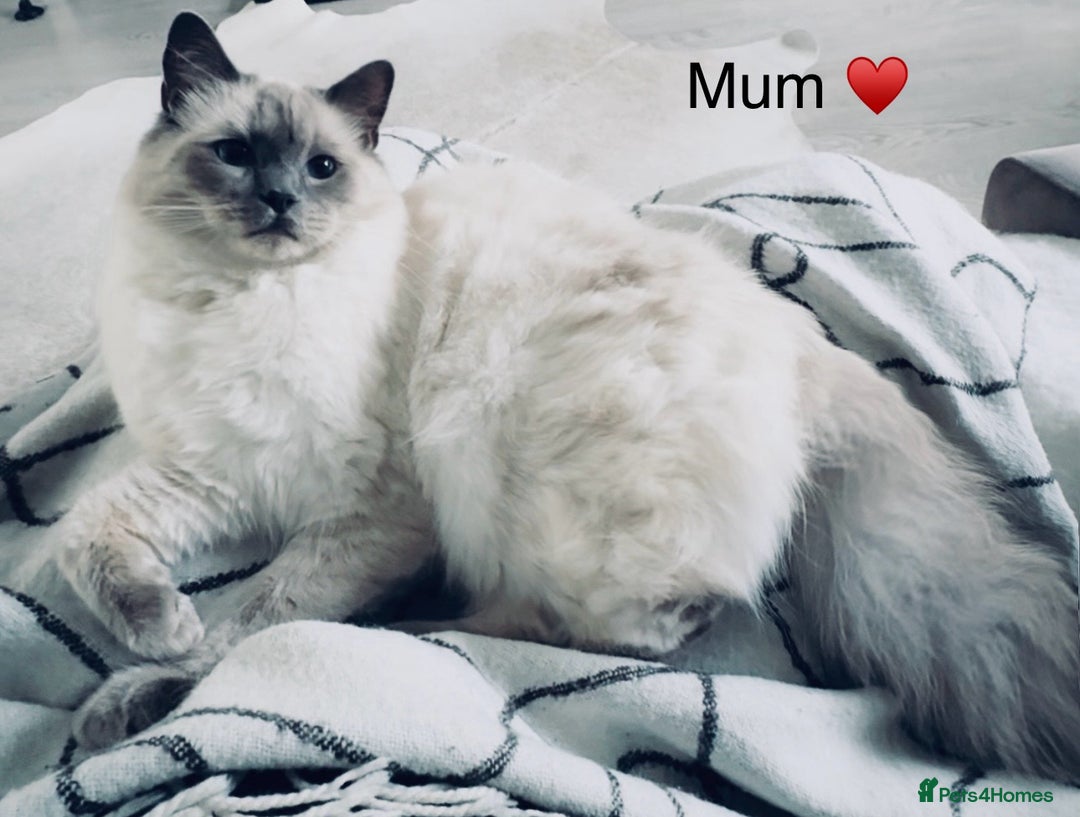 Ragdoll cats for sale: Stunning quality Ragdoll kittens - must see!!! - Image 10