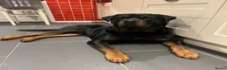 Mixed Breed dogs for stud: Male Mastweiler for Stud!! - Advert 3