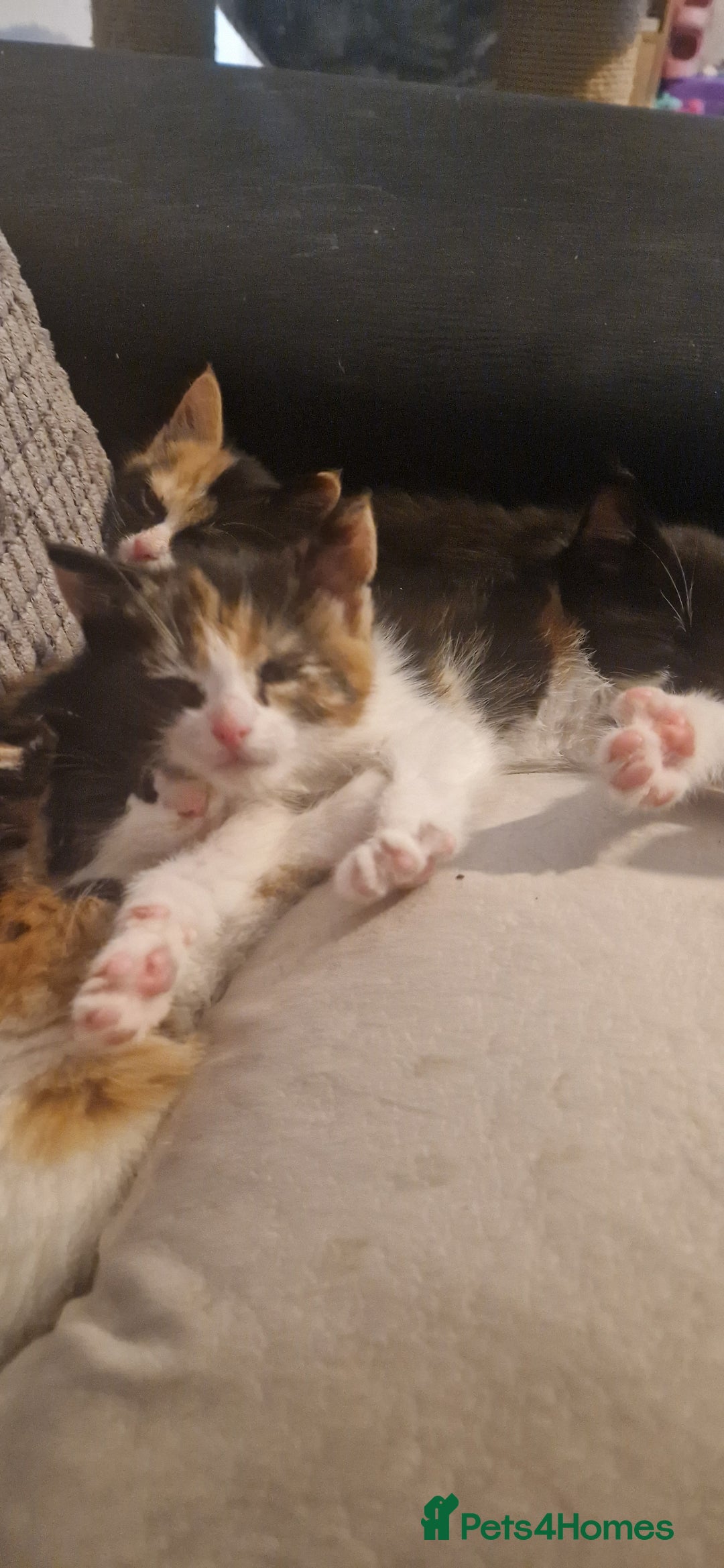 Mixed Breed cats for sale: Litter of 6 healthy beautiful kittens - Image 4