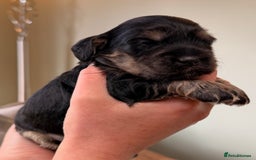 Cockapoo dogs for sale: STUNNING F2 COCKAPOO PUPPIES LOOKING FOR THEIR 🏡 - Image 6