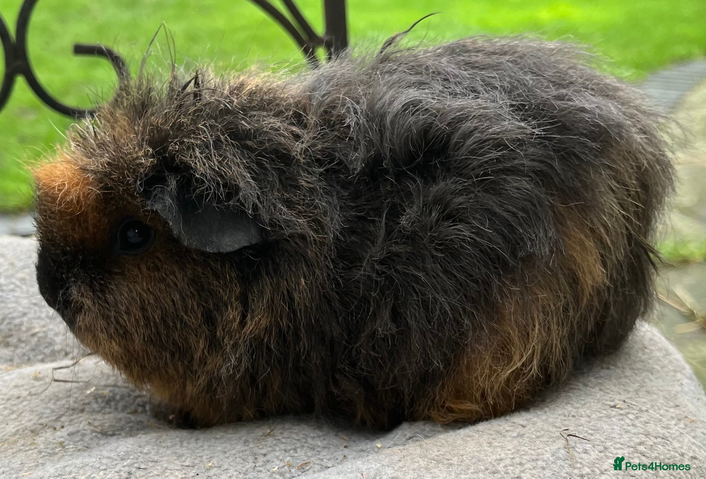 Guinea Pig rodents Female guinea pigs - Advert 3