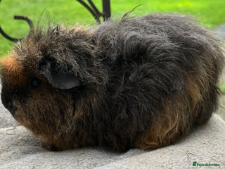 Guinea Pig rodents Female guinea pigs - Advert 3