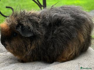Guinea Pig rodents Female guinea pigs. - Advert 6
