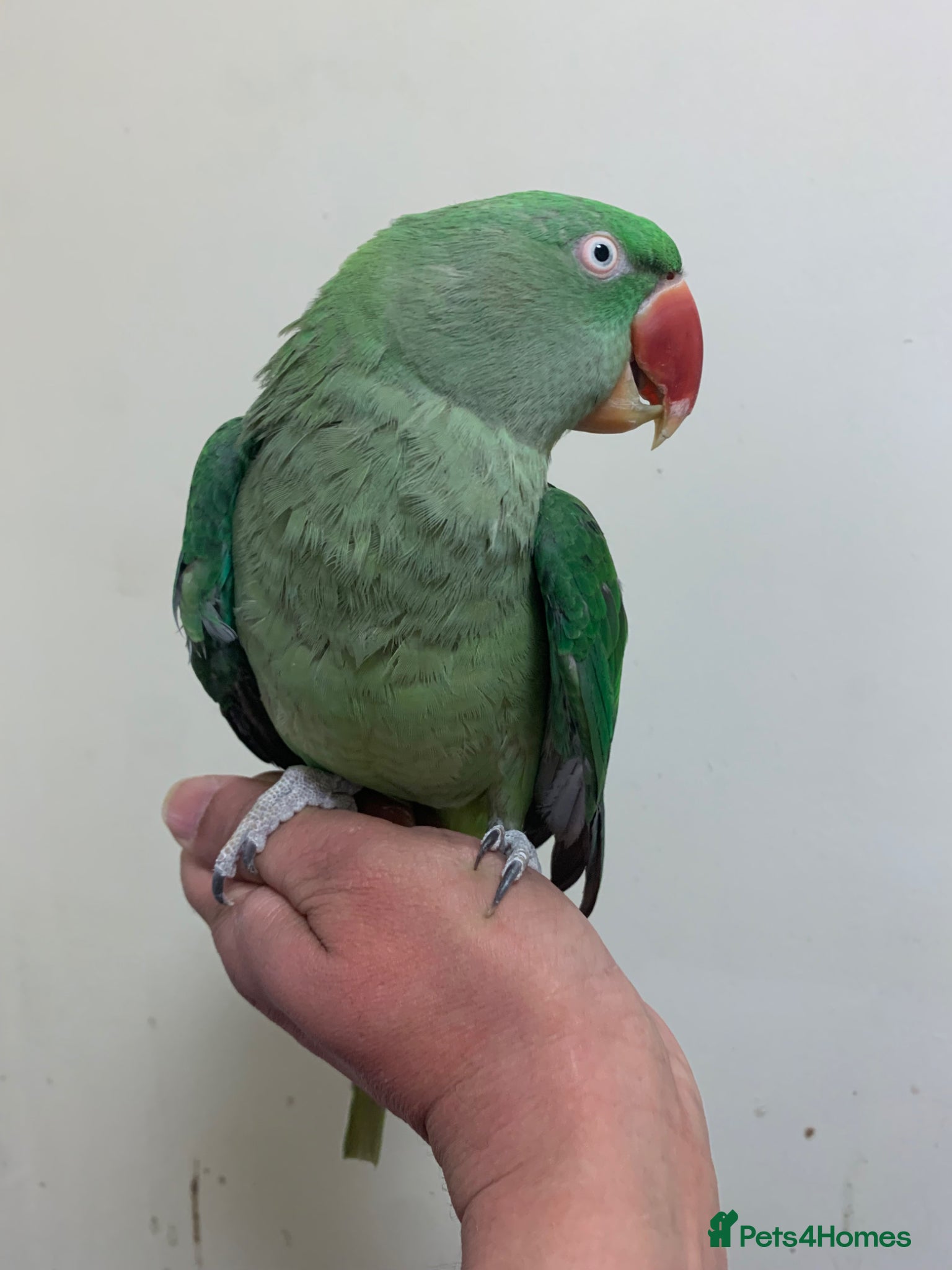 Parrots birds Hand tame Alexandrian parrot  - Advert 8