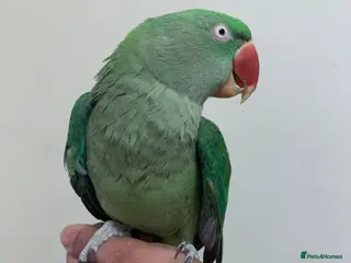 Parrots birds Hand tame Alexandrian parrot - Advert 8