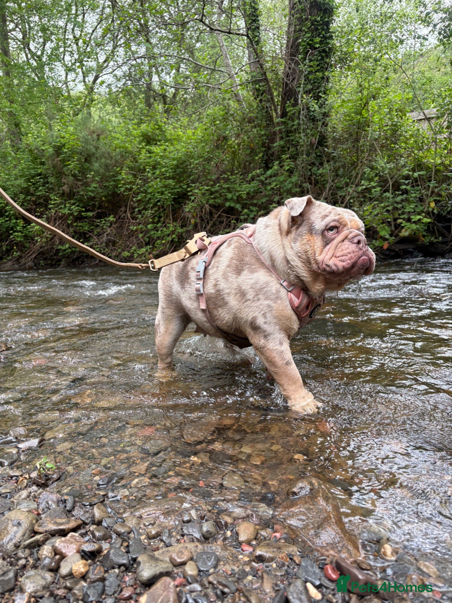 English Bulldog dogs English bulldog - Advert 9