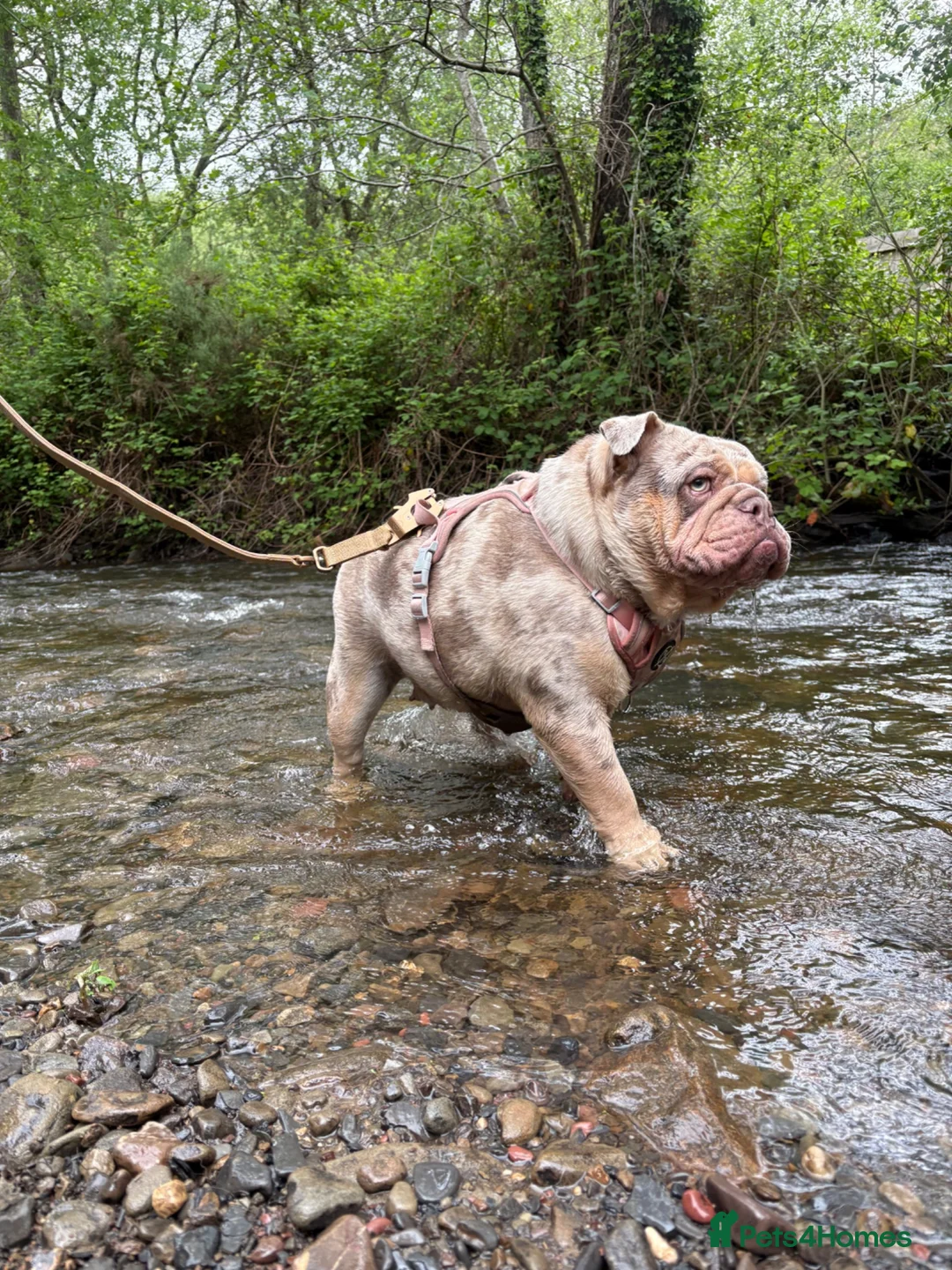 English Bulldog dogs for sale: English bulldog in Swansea - Advert 1