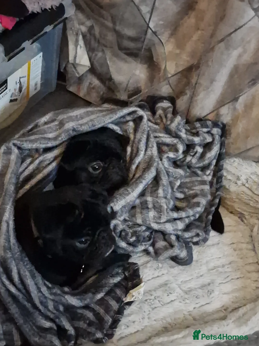 Pug dogs for sale: 2 year old pugs to go together - Advert 10
