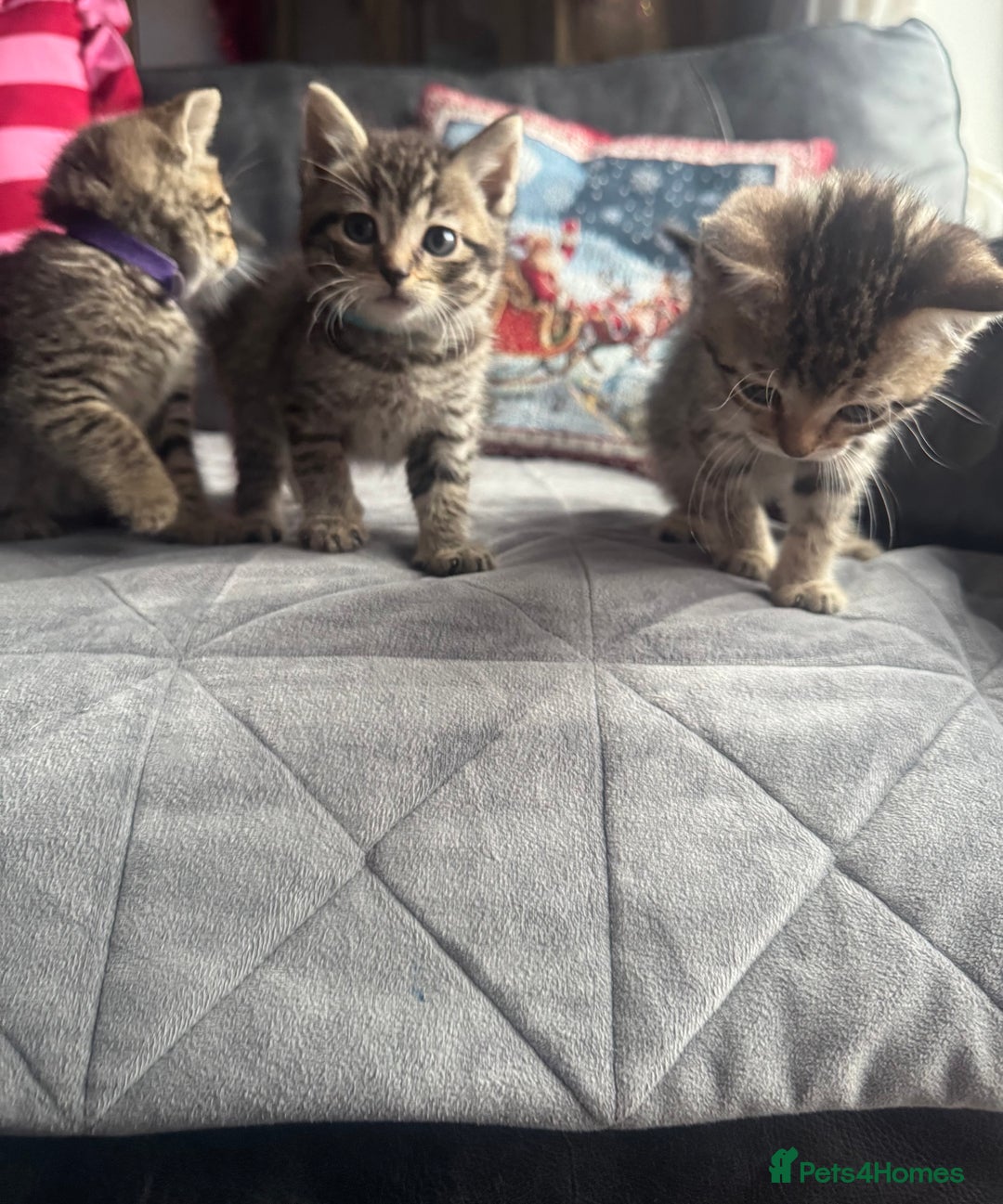 Mixed Breed cats for sale: Kittens needing loving homes  - Advert 17