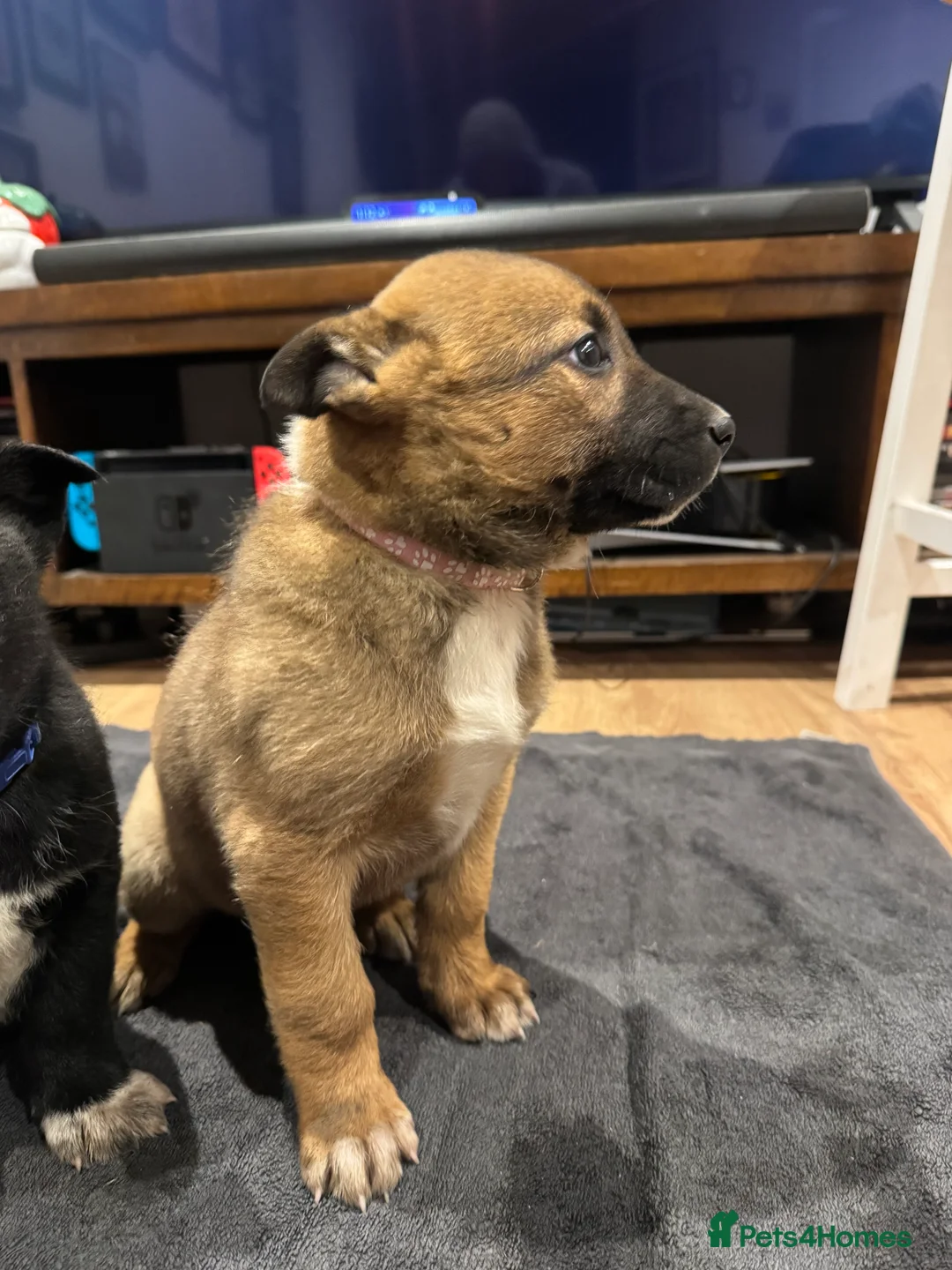 Mixed Breed dogs for sale: READY NOW Border Collie x Belgian Malinois Pups - Advert 7