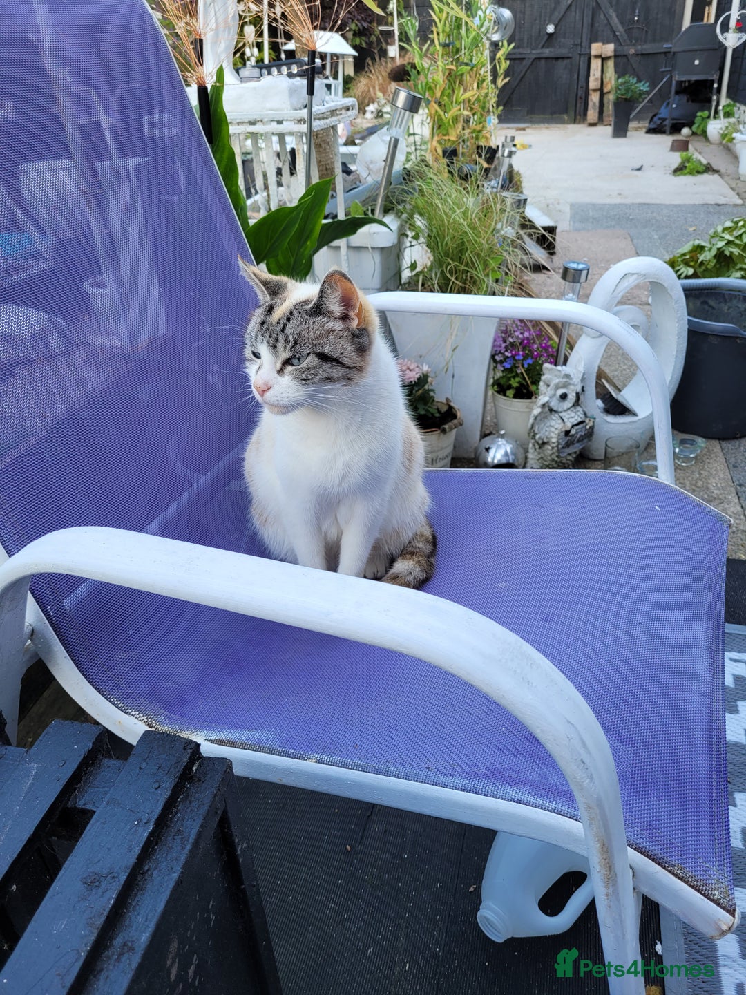 Mixed Breed cats for sale: Kittens - Advert 1