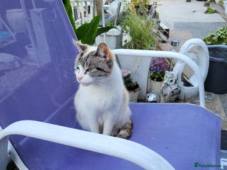 Mixed Breed cats Kittens - Advert 15