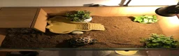 Tortoise reptiles for sale: Tortoise for sale - Advert 4