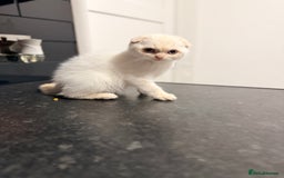 Scottish Fold cats for sale: Sweet Baby Foldie 🐱🐾 - Image 3