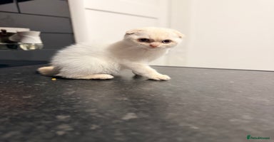 Scottish Fold cats - Advert 6