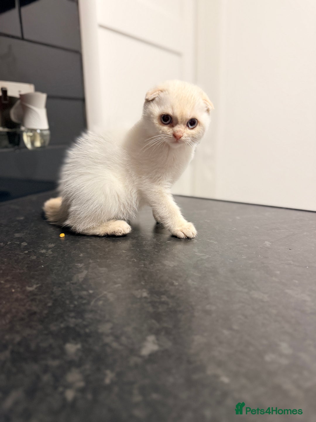 Scottish Fold cats for sale: Sweet Baby Foldie 🐱🐾 - Image 3