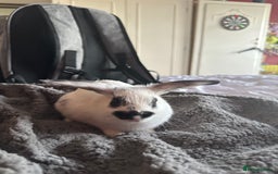 Netherland Dwarf rabbits for sale: Baby Dwarf Rabbit (free)  - Image 3