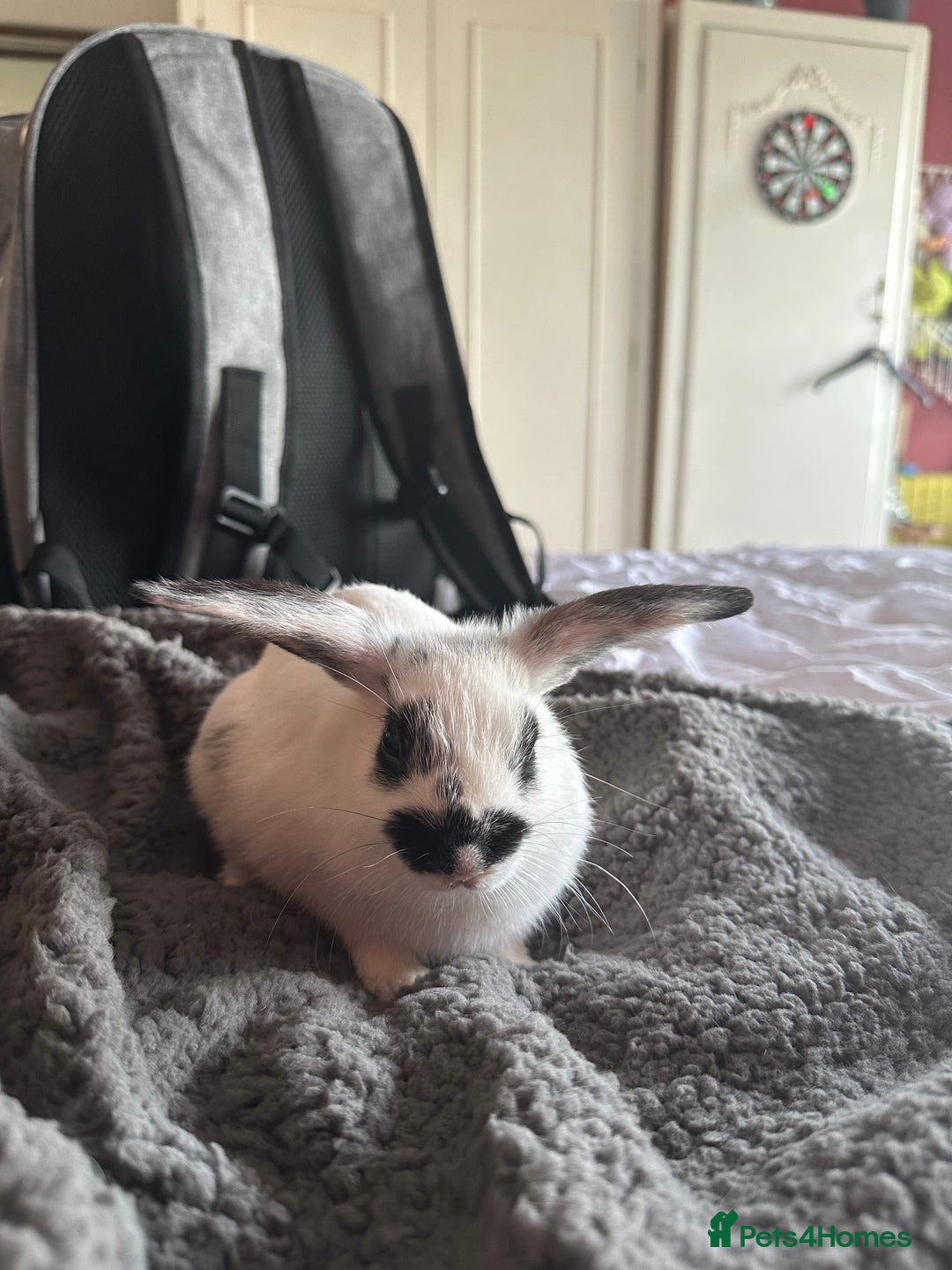 Netherland Dwarf rabbits for sale: Baby Dwarf Rabbit (free)  - Image 3