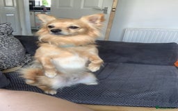 Chihuahua dogs for sale: Chihuahua pups looking for new home   - Advert 2