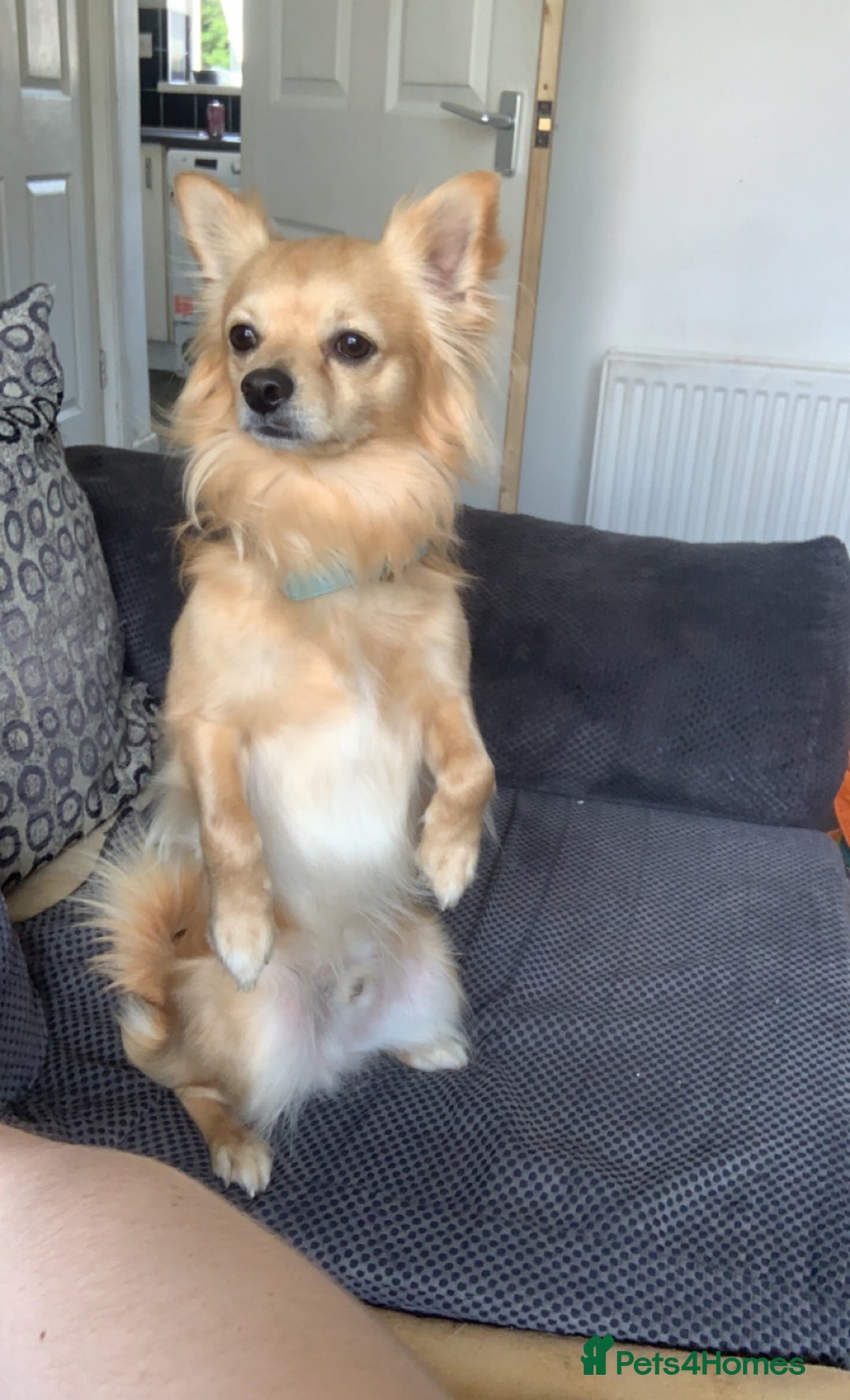 Chihuahua dogs for sale: Chihuahua pups looking for new home   - Advert 2