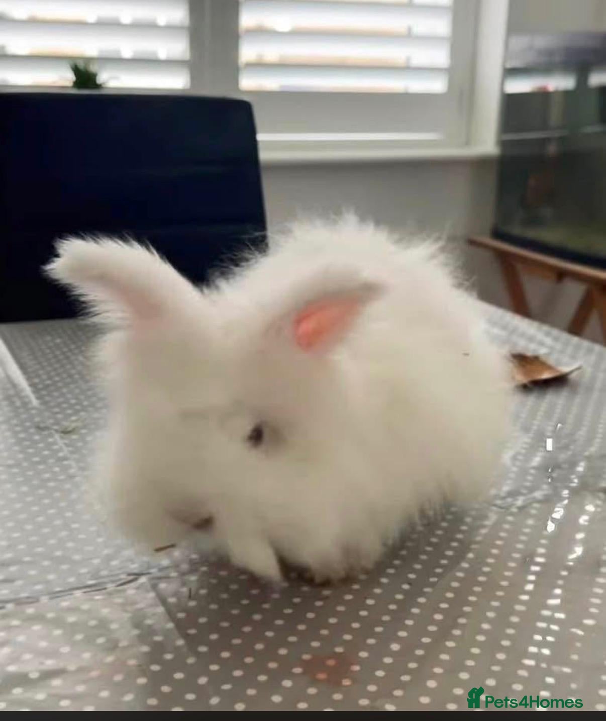 Mixed Breed rabbits Pure-bred English Angora with blue eyes! - Advert 1